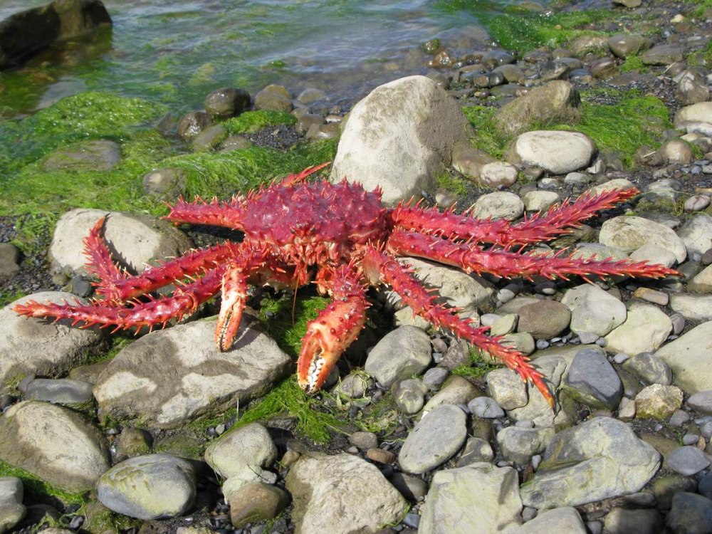 Королевский краб