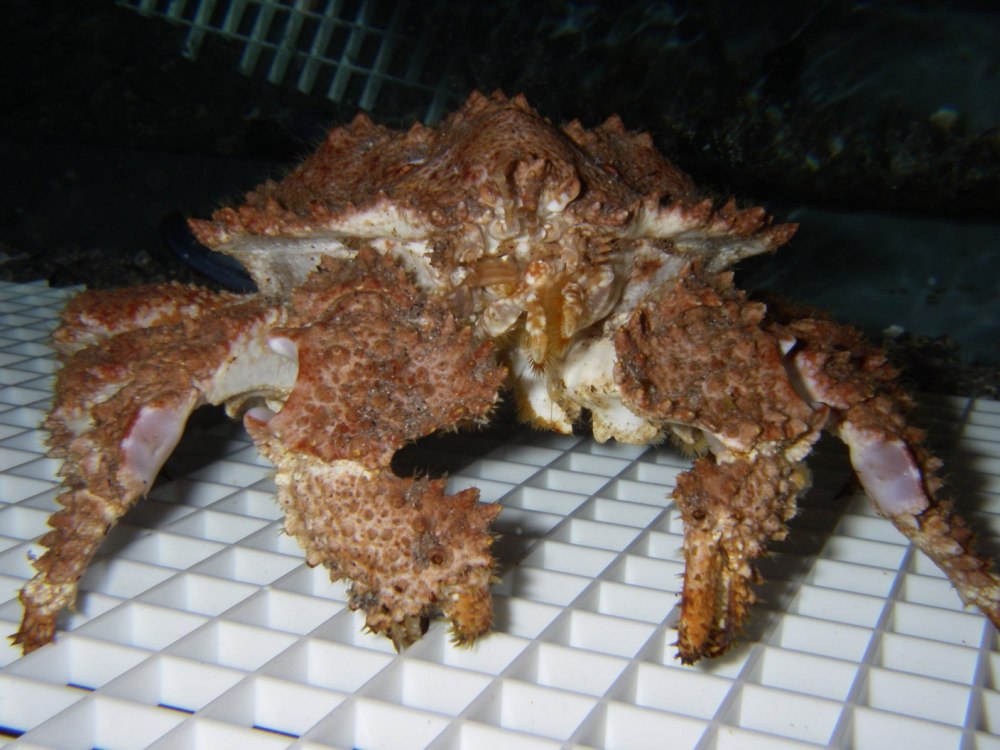 Lopholithodes foraminatus