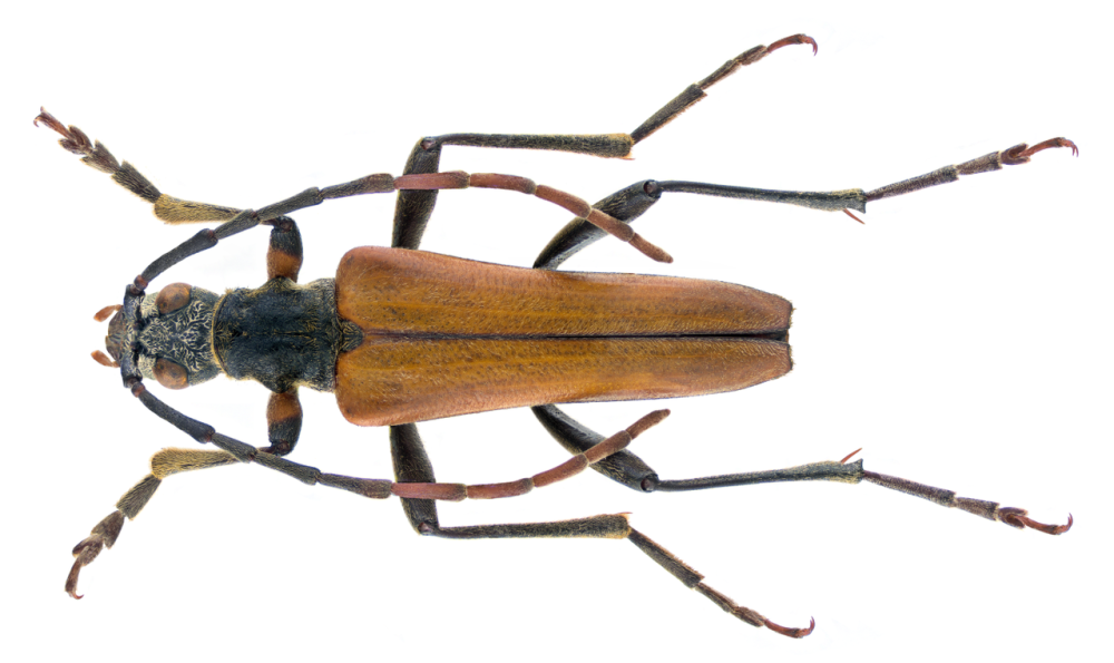Anoplodera rufipes