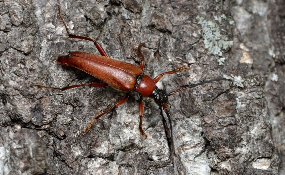 Leptura thoracica