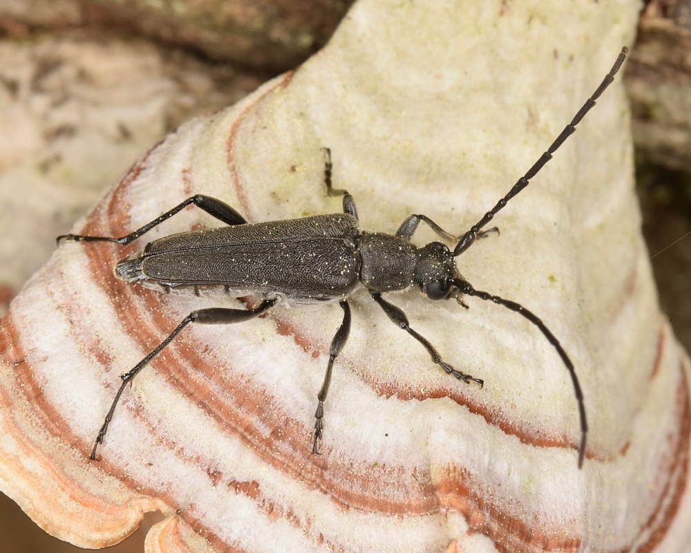 Lescuraea mutabilis