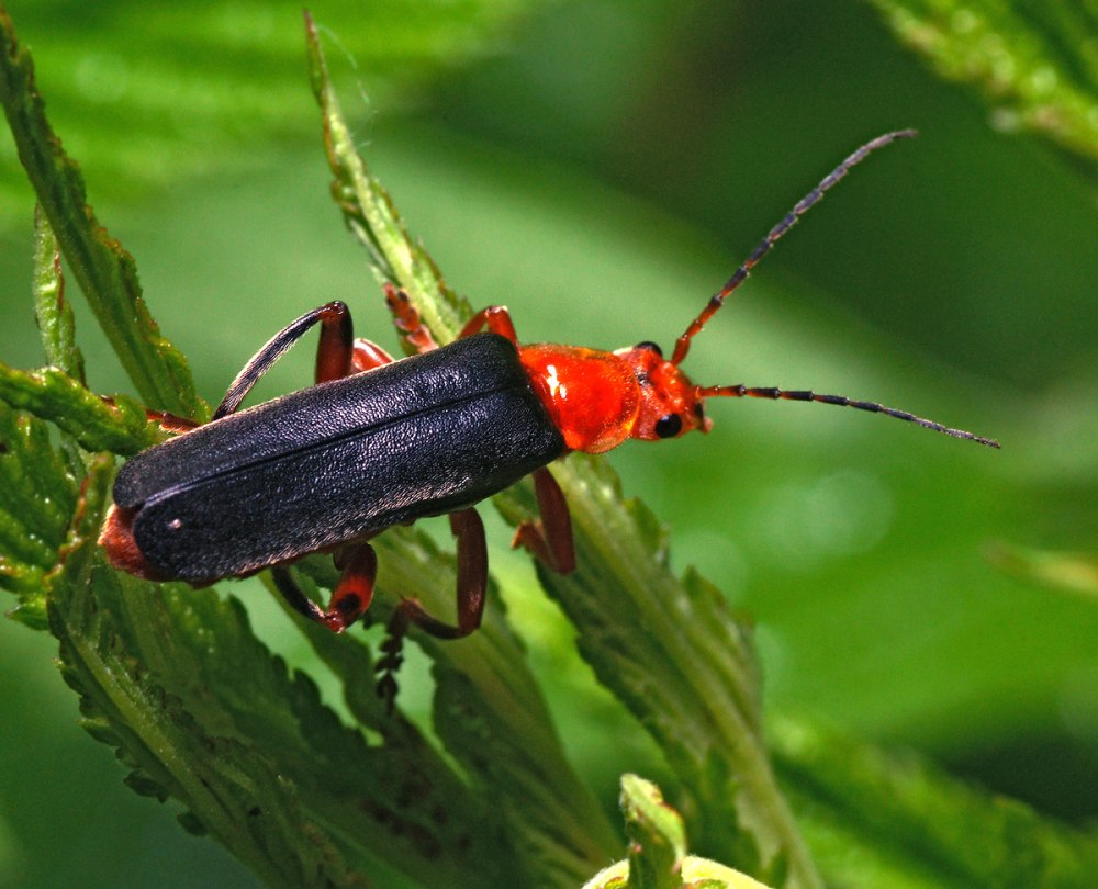 Жук мягкотелка Cantharis