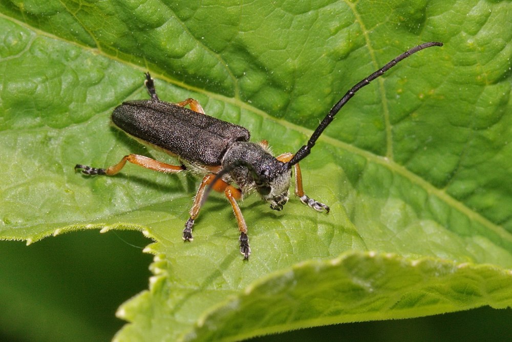 Stibara SP. (Cerambycidae) фото