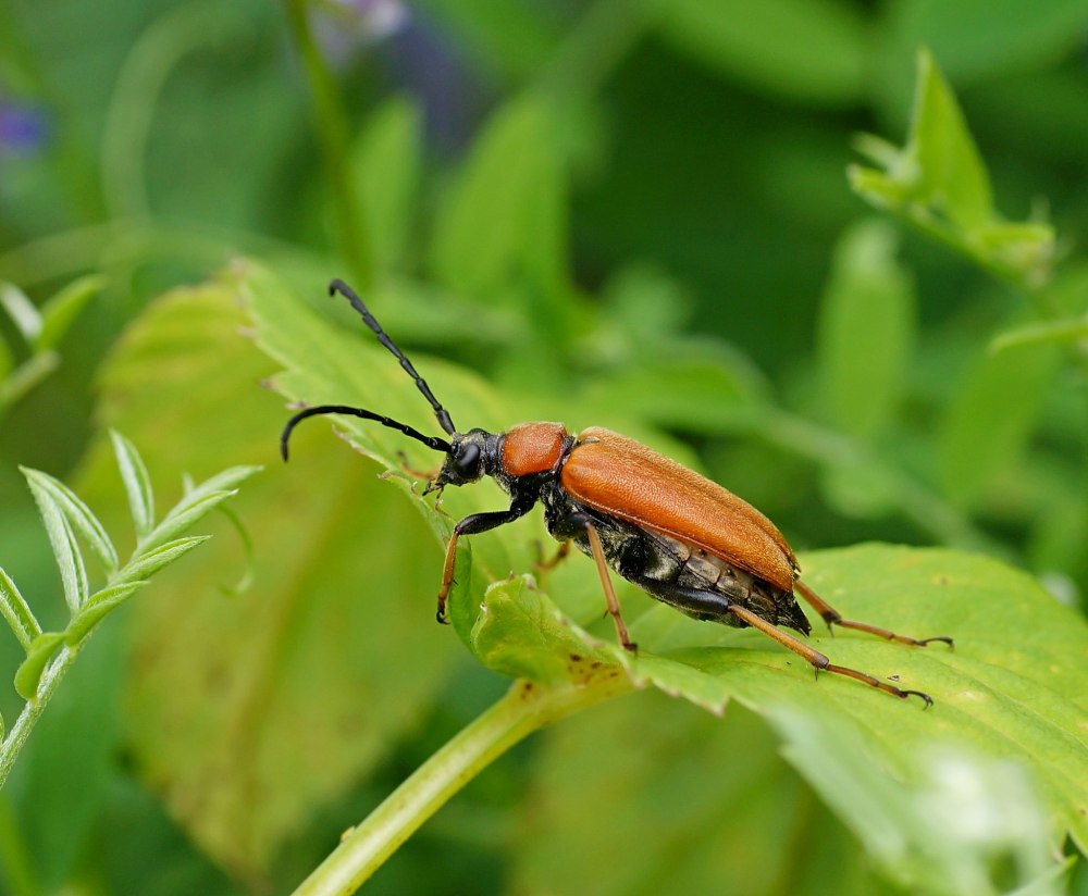 Лептура красная (Stictoleptura rubra)