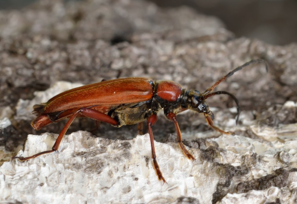 Macroleptura thoracica