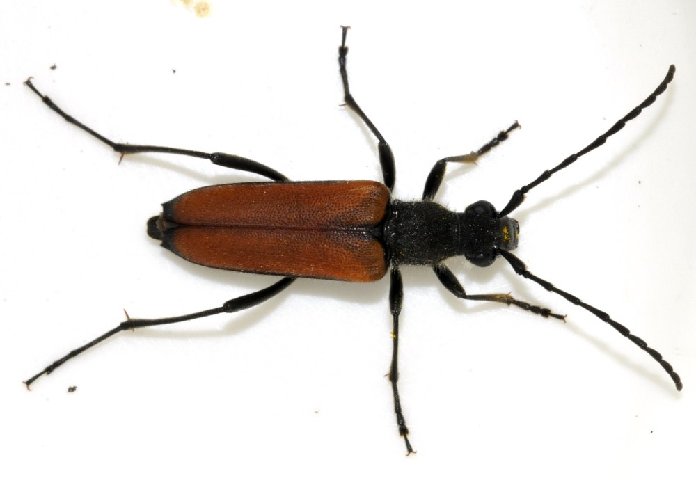 M.sanguinolenta, m.vulgaris