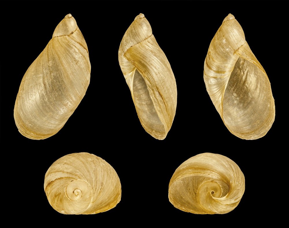 Succinea Putris