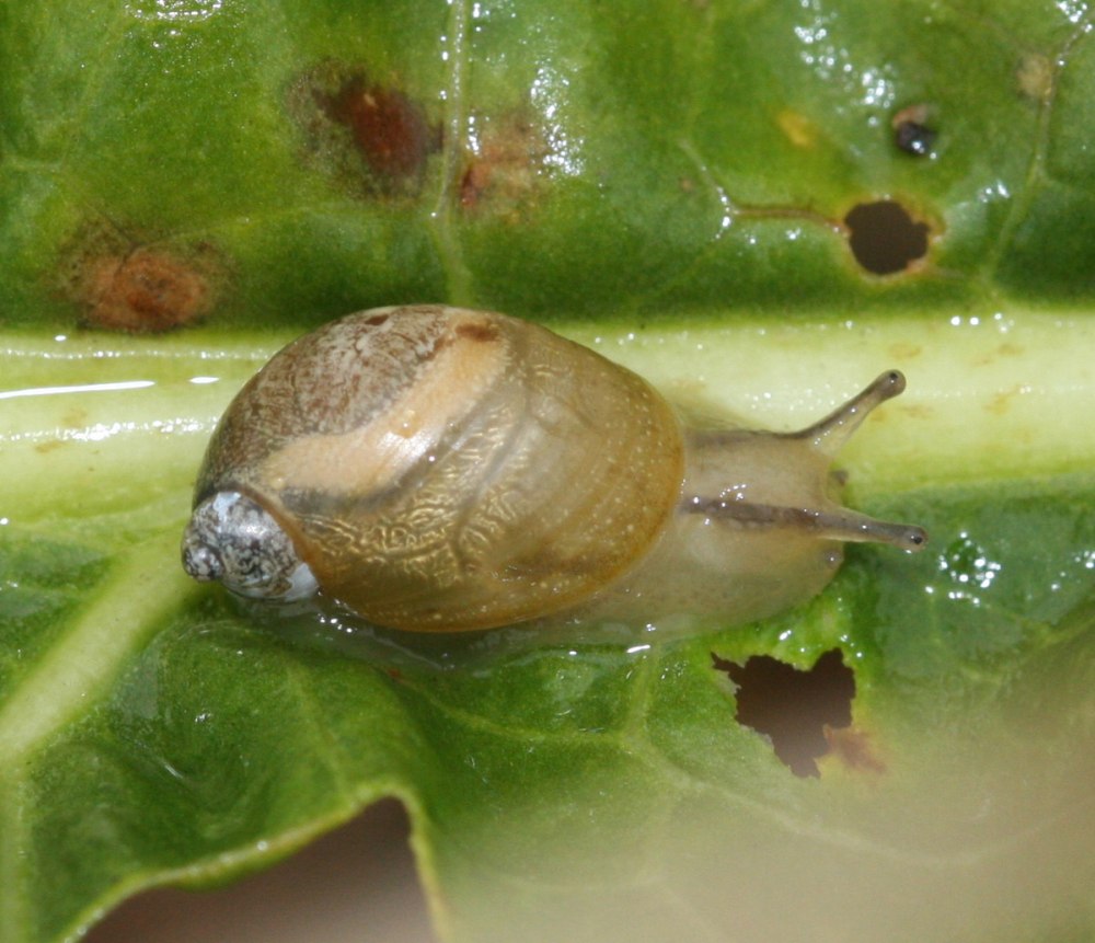 Янтарка обыкновенная – succinea Putris
