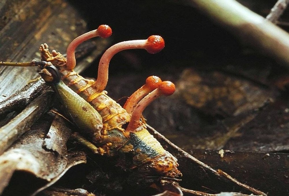 Кордицепс японский