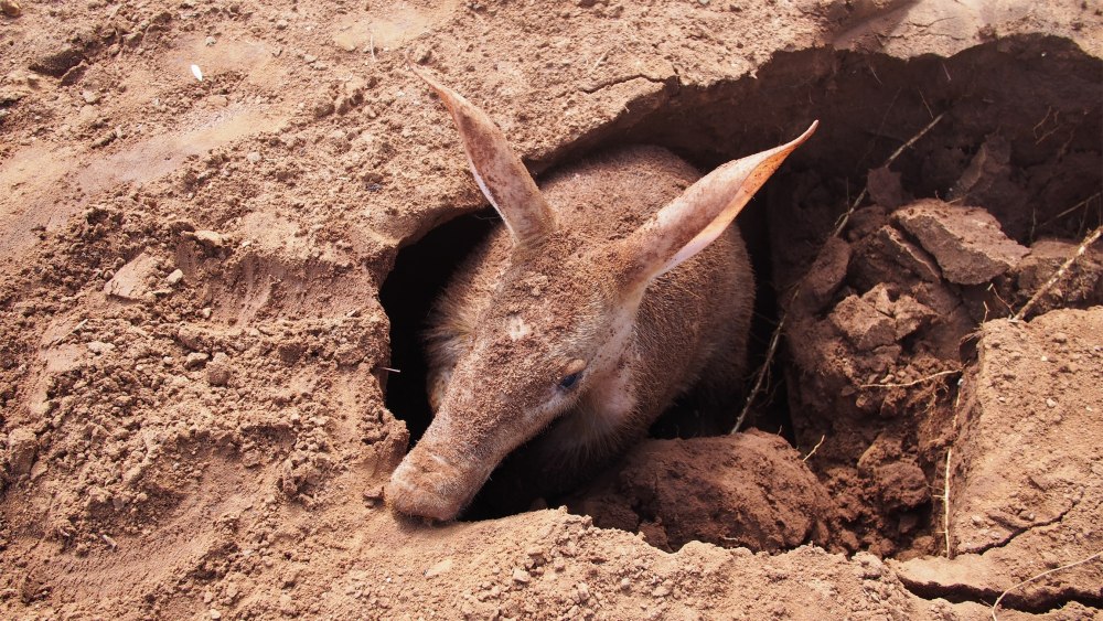 Трубкозуб Orycteropus afer