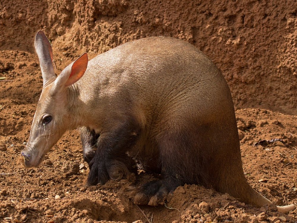 Африканский трубкозуб Orycteropus afer