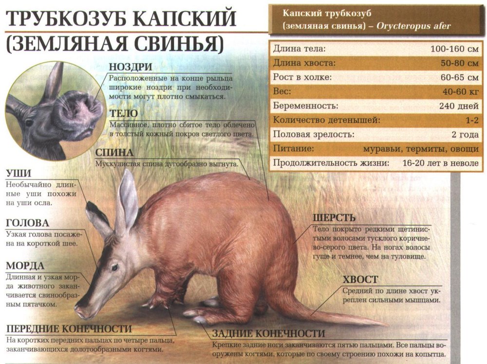 Трубкозуб (Земляной поросёнок)