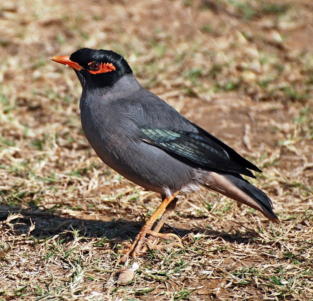 Acridotheres ginginianus