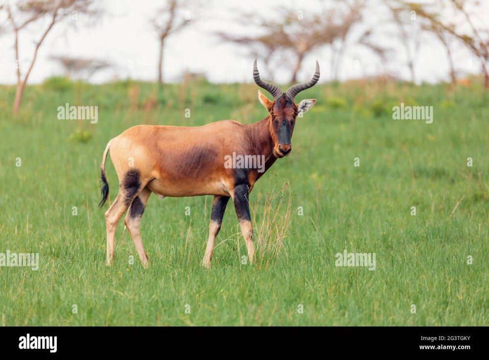 Swaynes hartebeest