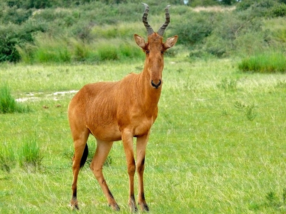 Alcelaphus buselaphus