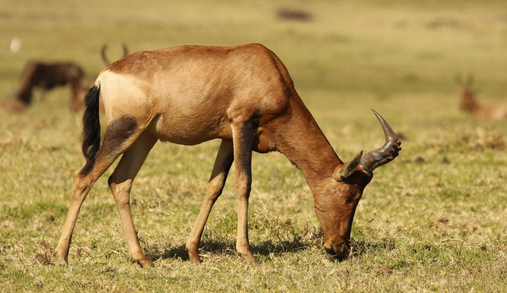 Alcelaphus buselaphus