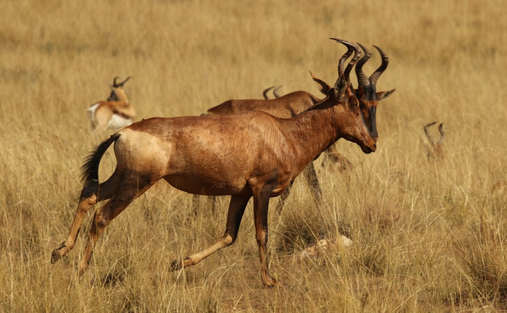 Антилопа коровья (Alcelaphus buselaphus swaynei) рисунок