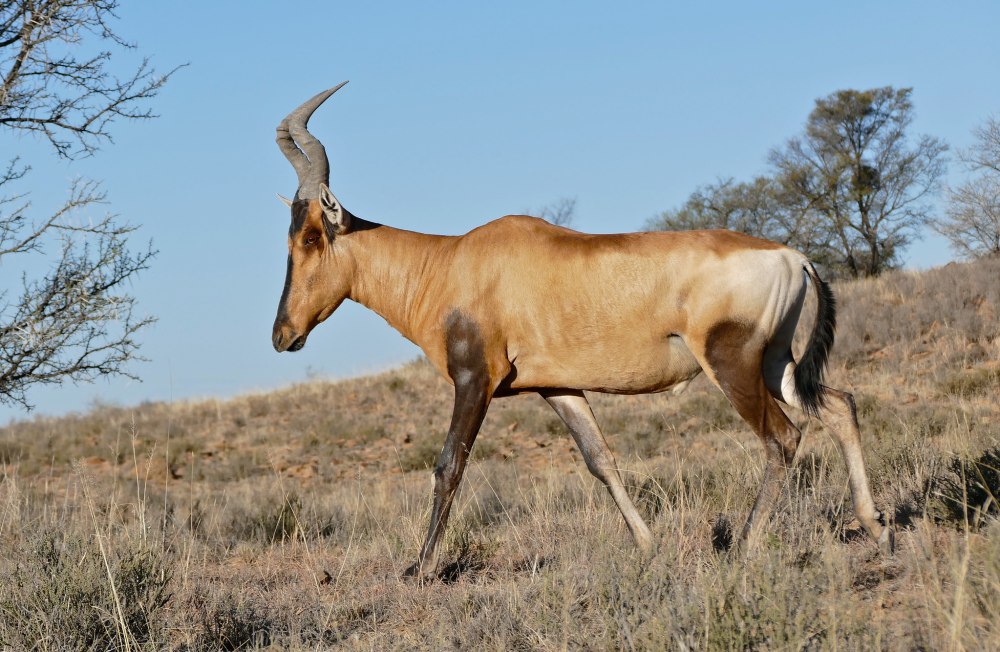 Alcelaphus buselaphus