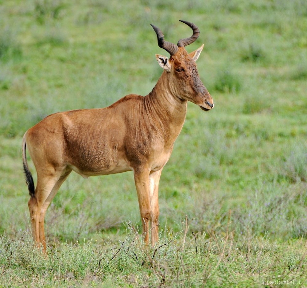 Alcelaphus buselaphus