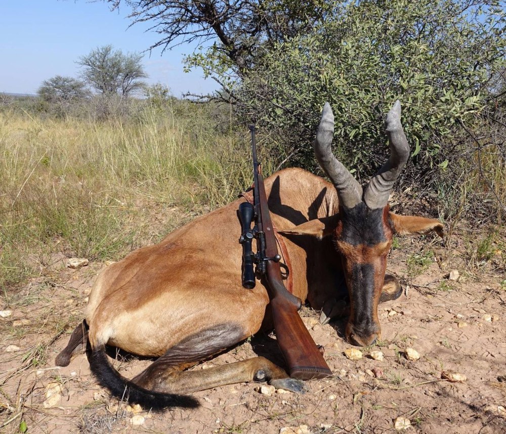 Bubal hartebeest