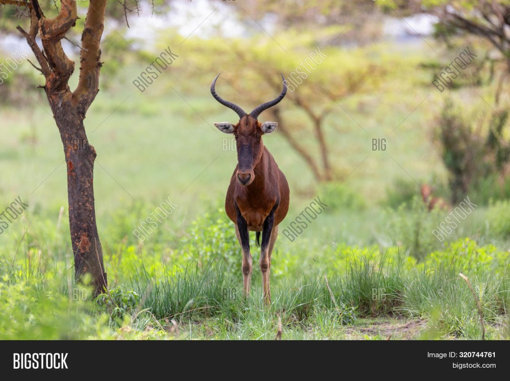 Hartebeest Swayne