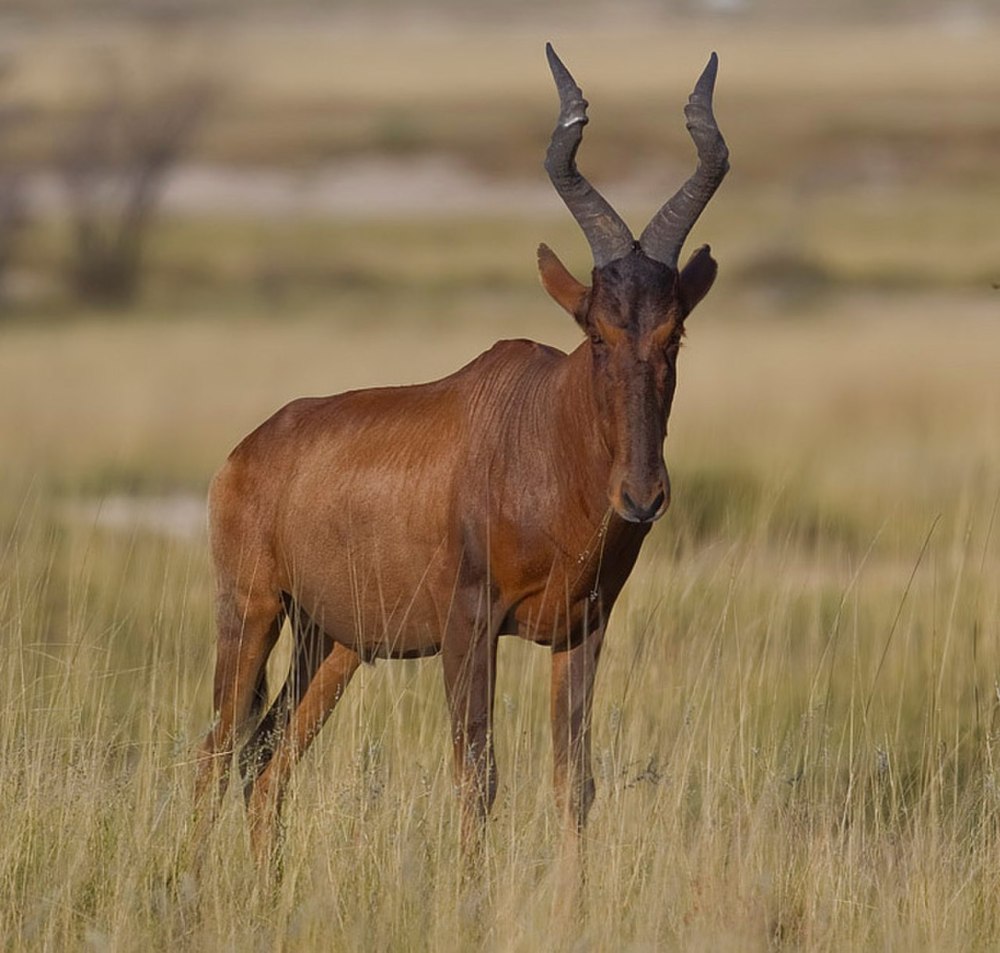 Alcelaphus CAAMA