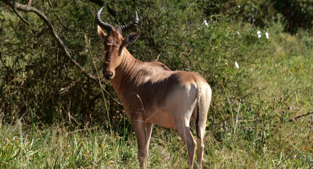 Антилопа коровья (Alcelaphus buselaphus swaynei) рисунок