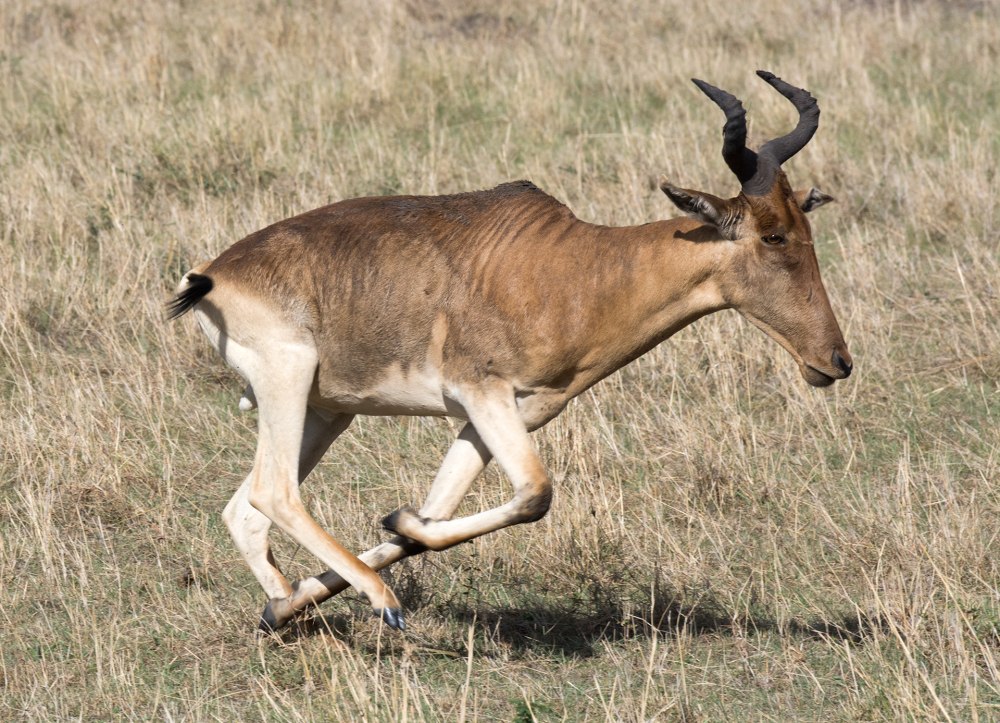 Alcelaphus buselaphus