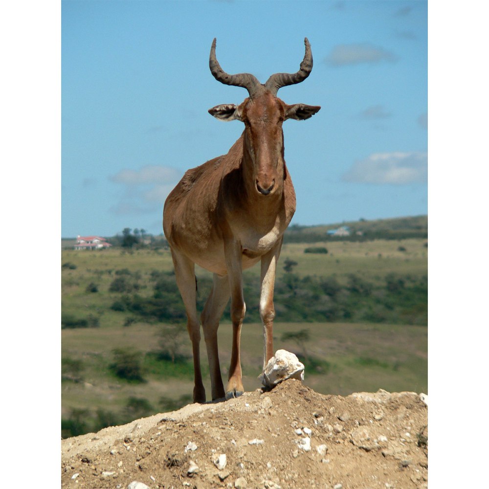 Alcelaphus buselaphus