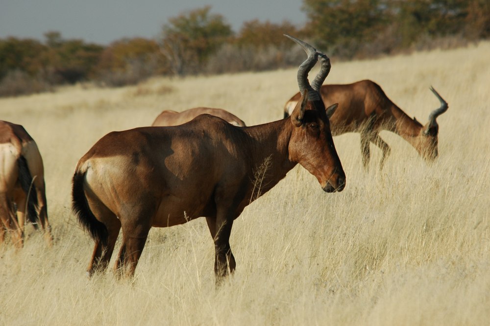 Alcelaphus buselaphus