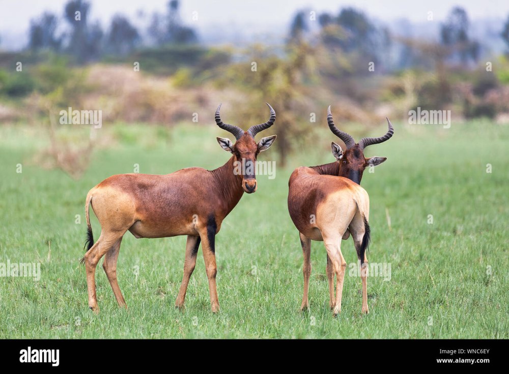 Hartebeest Swayne