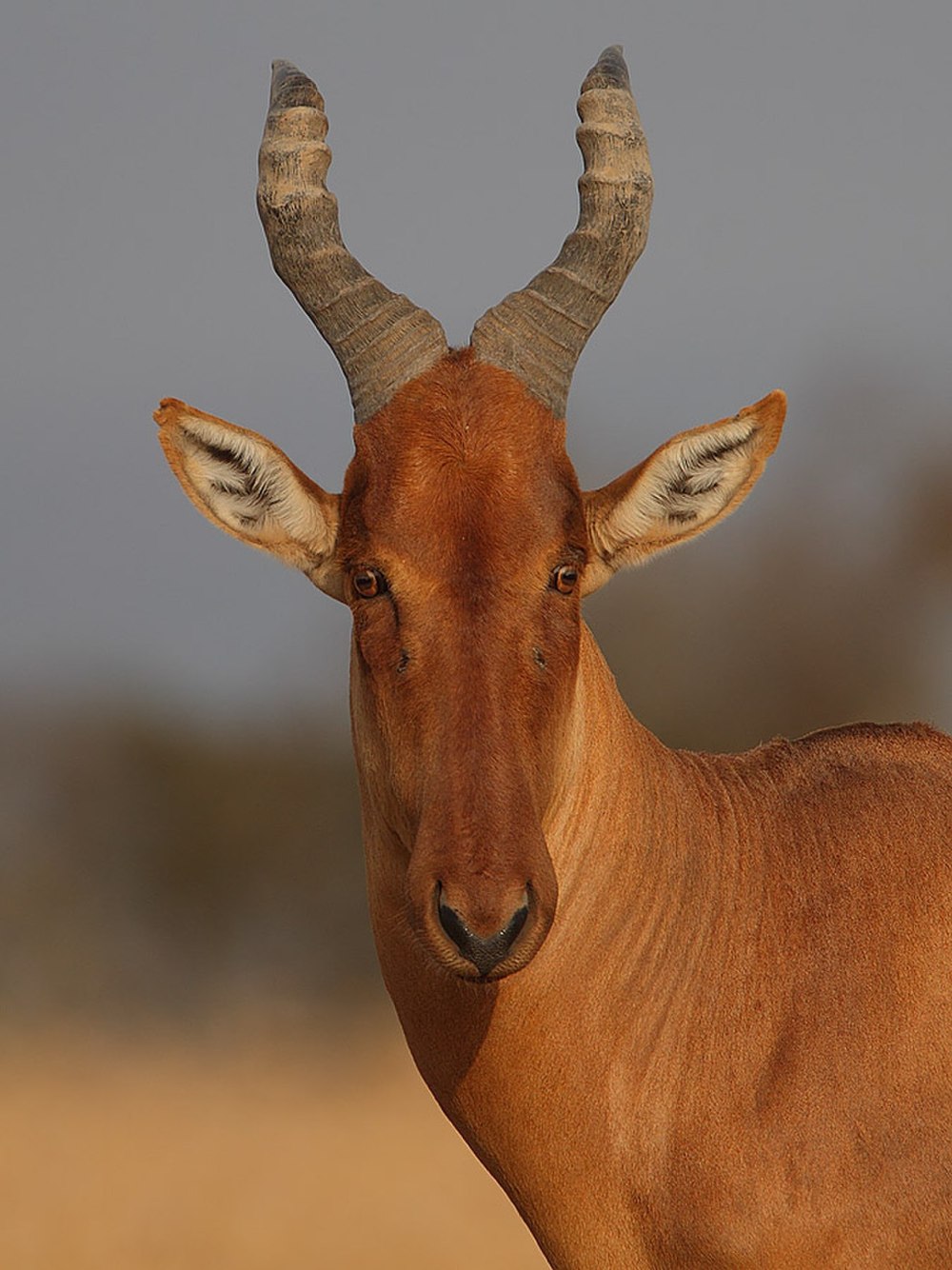 Alcelaphus buselaphus CAAMA