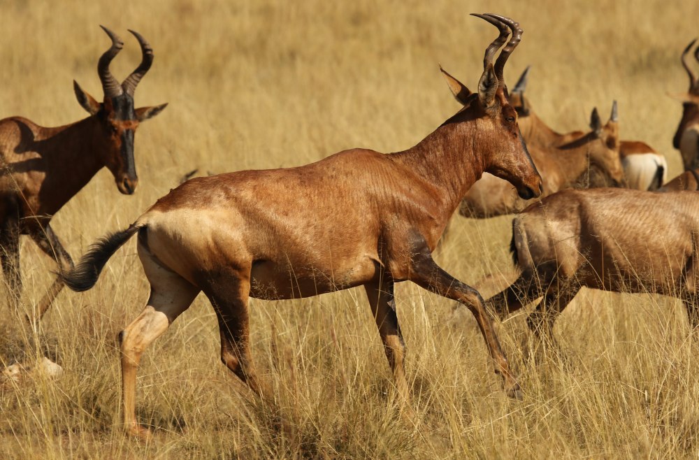 Alcelaphus buselaphus