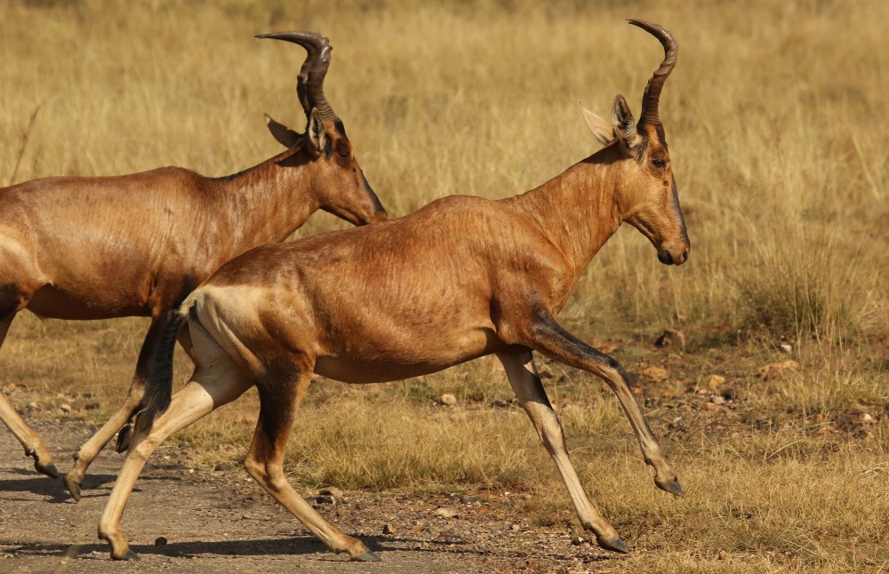 Alcelaphus buselaphus CAAMA