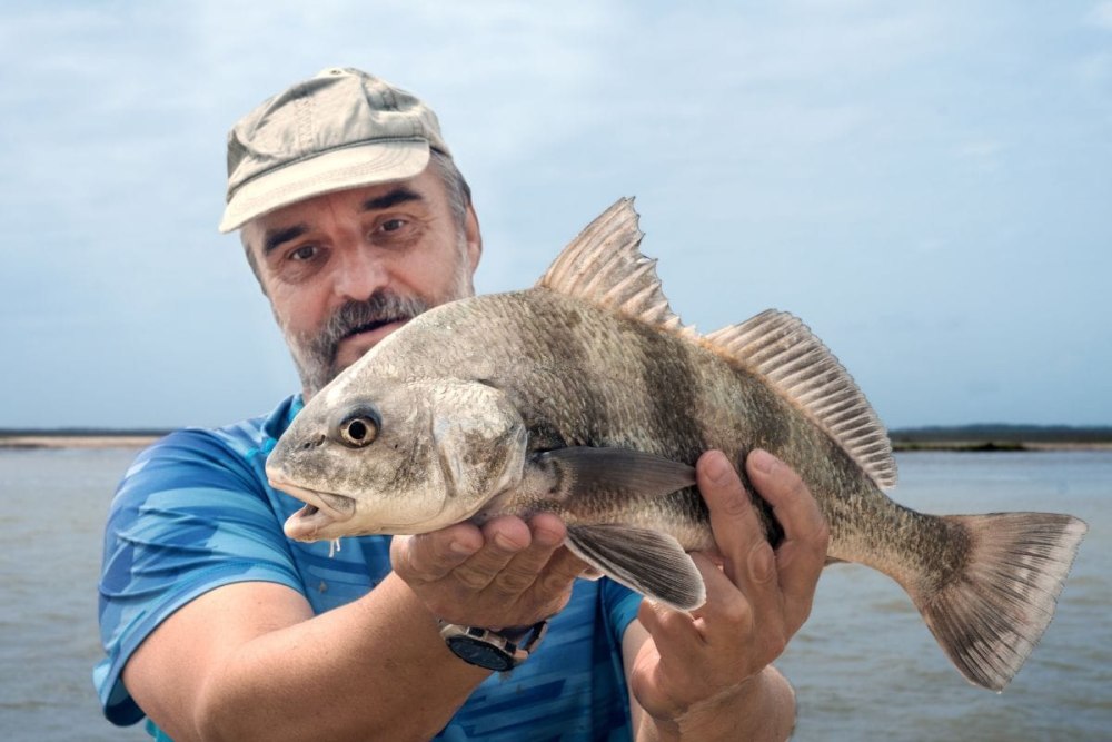 Black Drum рыба