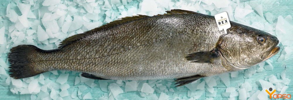 Корвина (мэгр)