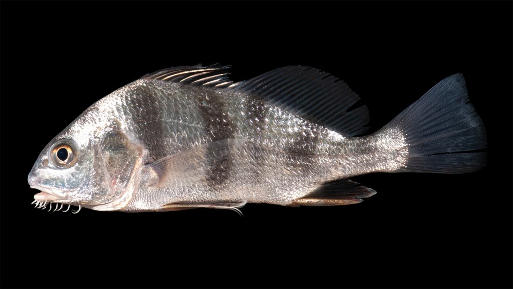 Black Drum Fish