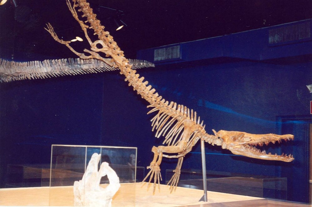 Georgiacetus vogtlensis