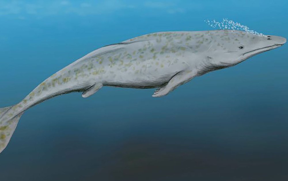 Protocetus atavus