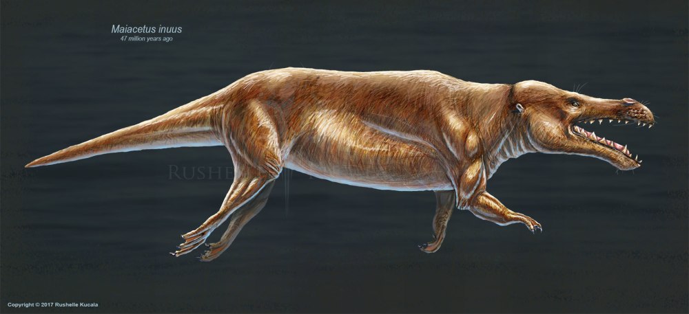 Maiacetus Inuus