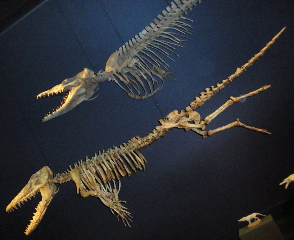 Dorudon Atrox