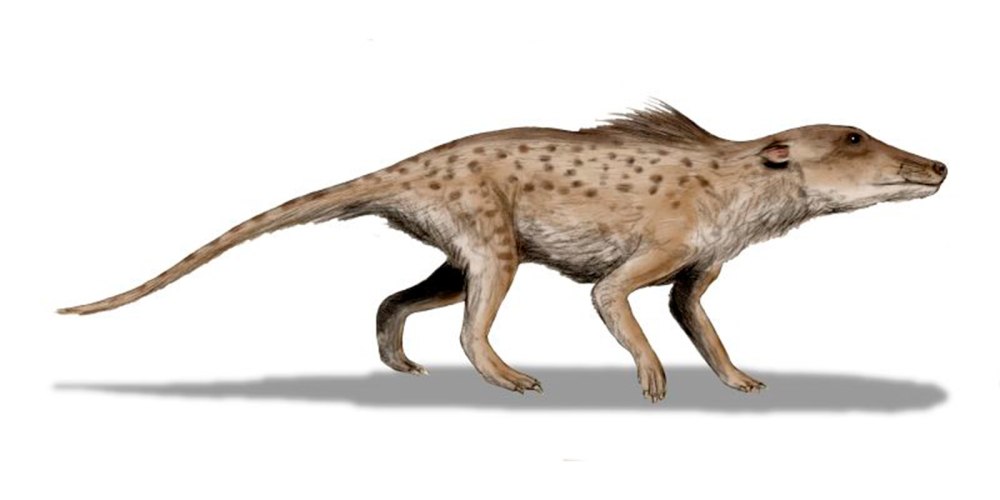 Pakicetus inachus