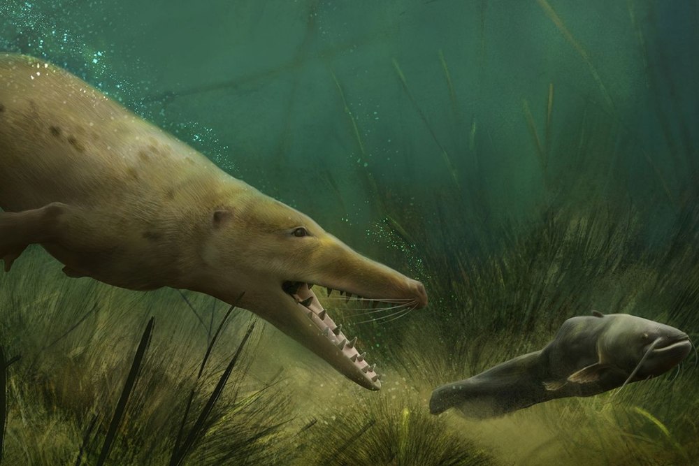 Ambulocetus Natans