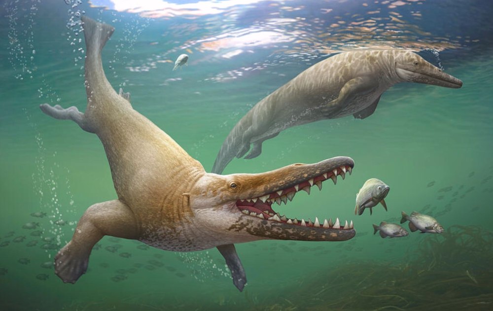 Georgiacetus vogtlensis