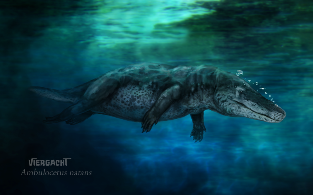 Амбулоцет Ambulocetus Natans
