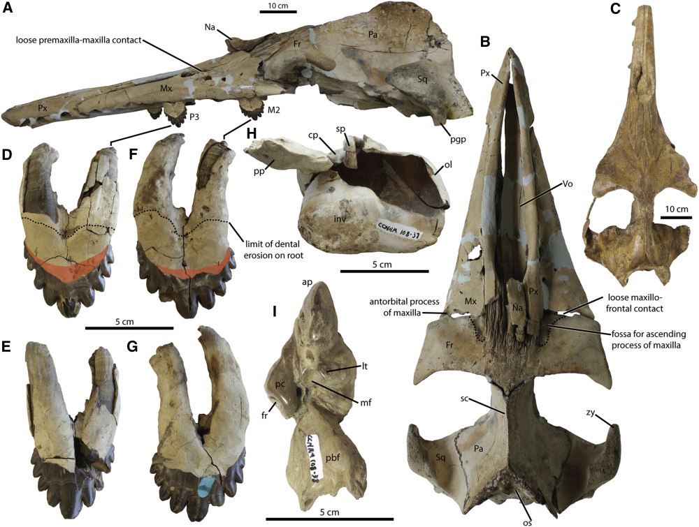 Coronodon havensteini
