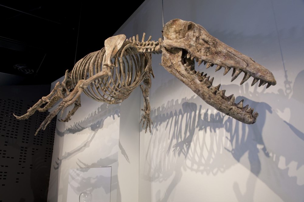 Ambulocetus Natans