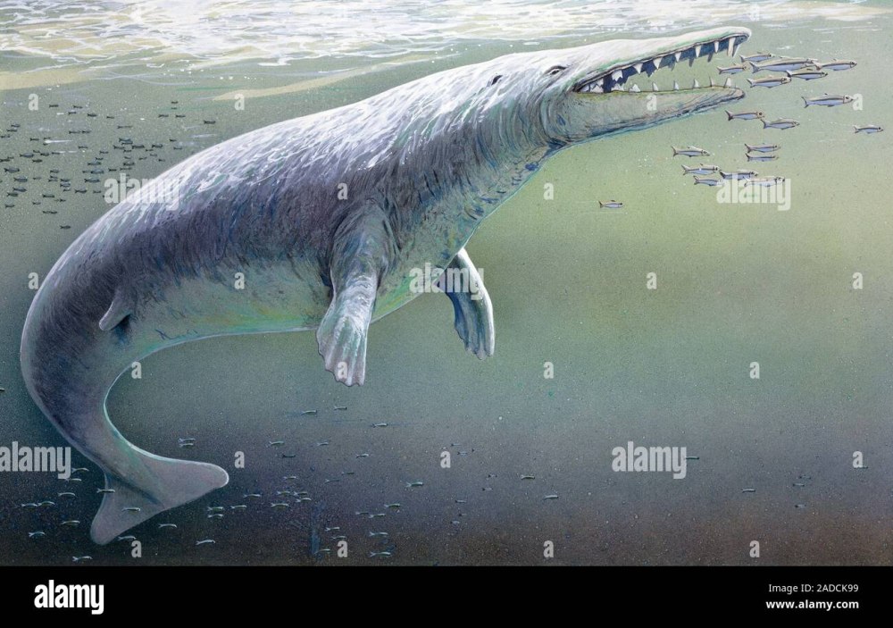 Georgiacetus vogtlensis