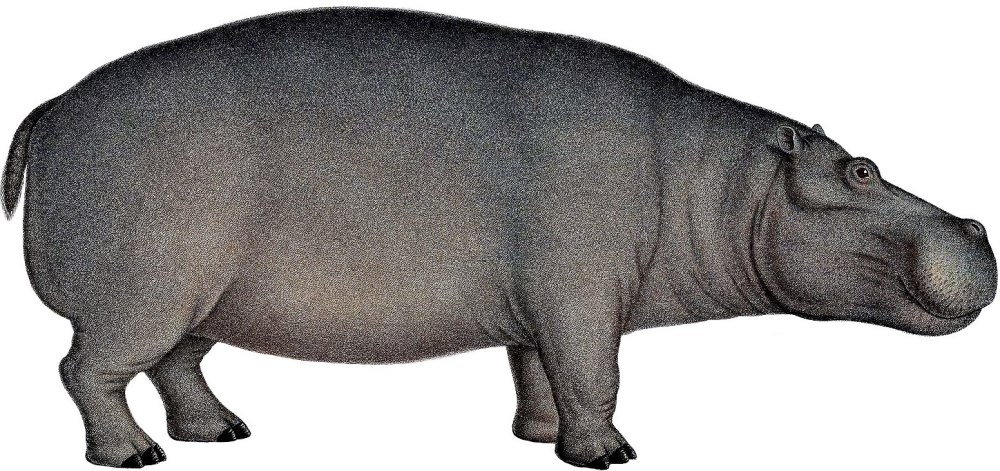 Whippomorpha