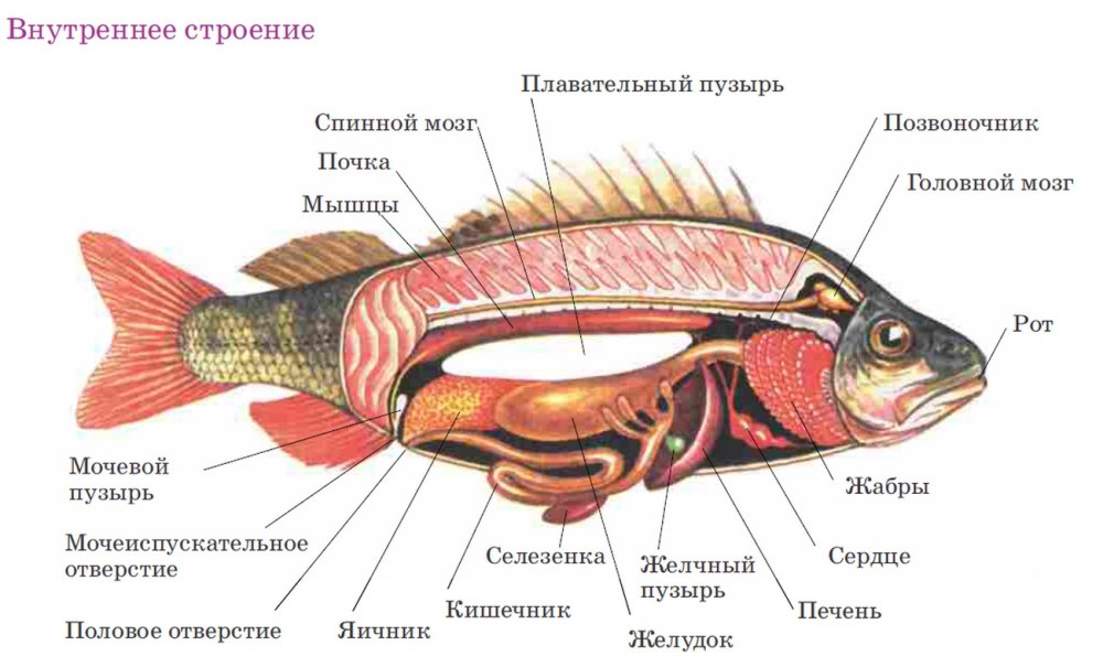 Внутреннее строение костной рыбы самка окуня. Внутреннее строение костистой рыбы. Внутреннее строение костистой рыбы рисунок. Строение костистой рыбы окуня.